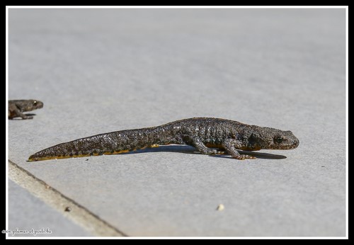 Triton alpestre